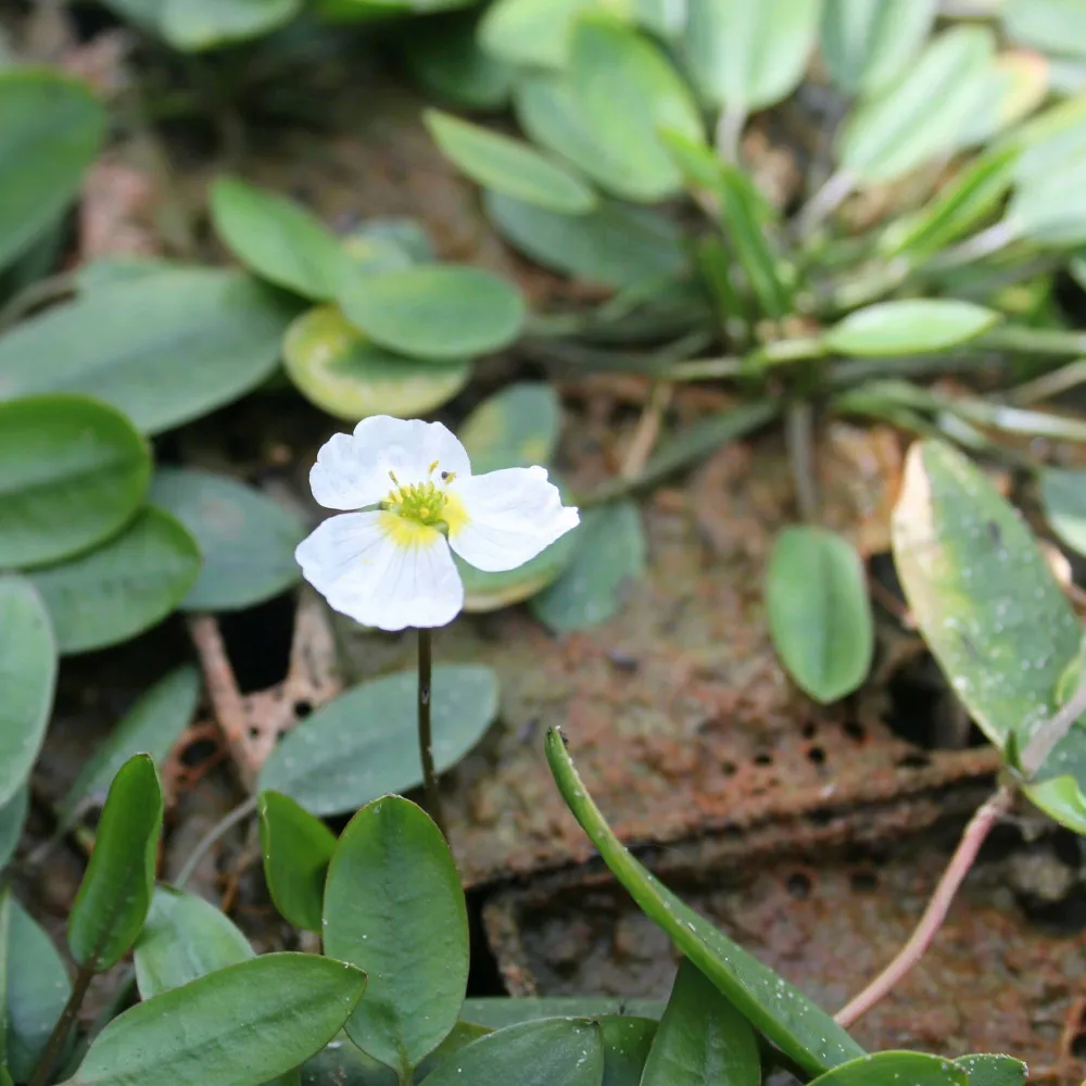 Luronium?natans | Floating water-plantain | Marginal Plant