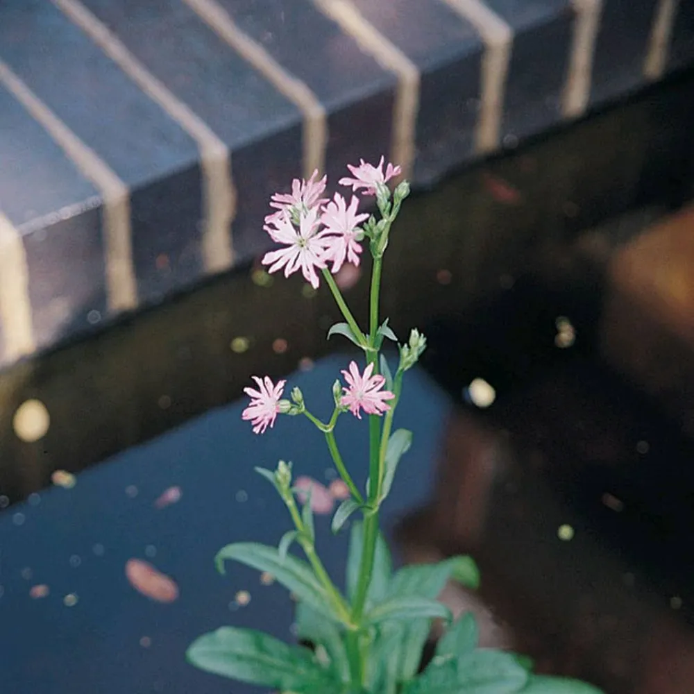 Lychnis?flos-cuculi | Ragged-robin | Marginal Plant