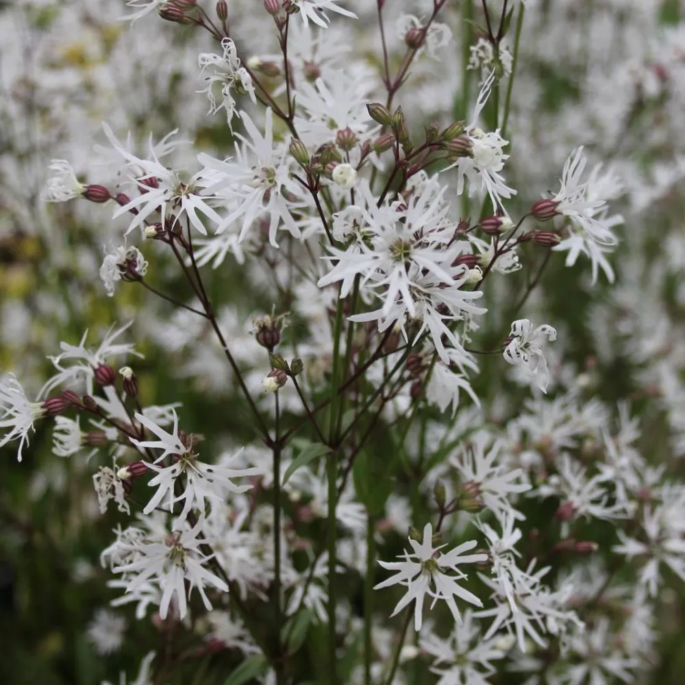 Lychnis?flos-cuculi?White Robin | White ragged-robin | Marginal Plant - Image 2