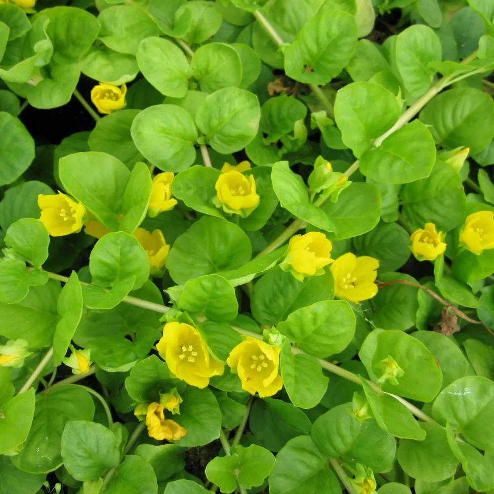Lysimachia?nummularia | Creeping Jenny (moneywort) | Marginal Plant