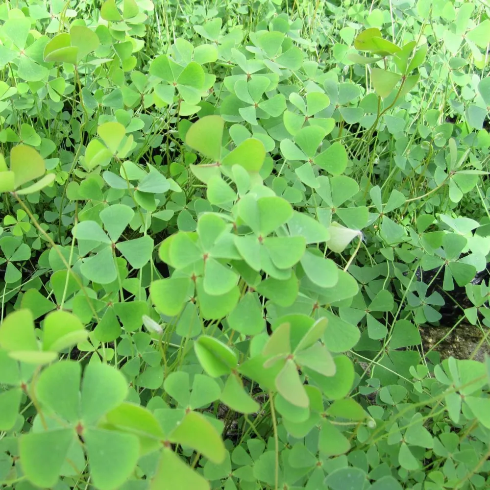 Marsilea?quadrifolia | Four-leaf water clover | Oxygenating Marginal Plant - Image 2