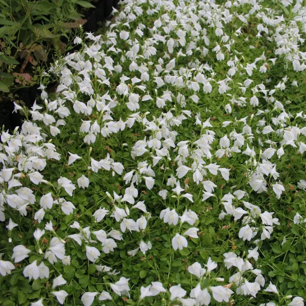 Mazus?reptans?Alba | White mazus | Marginal Plant