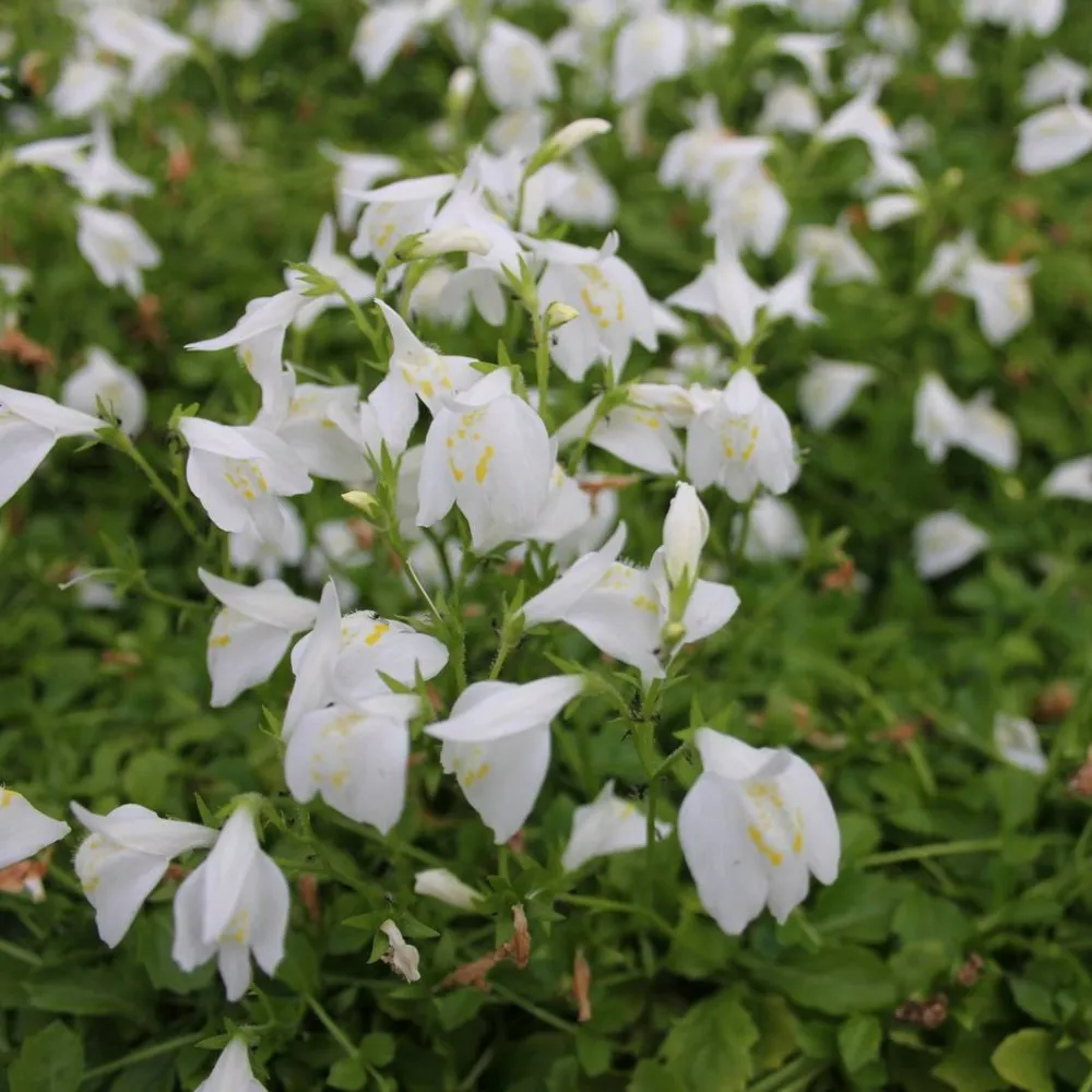Mazus?reptans?Alba | White mazus | Marginal Plant - Image 3