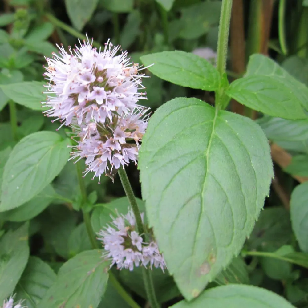 Mentha?aquatica | Water mint | Marginal Plant - Image 2