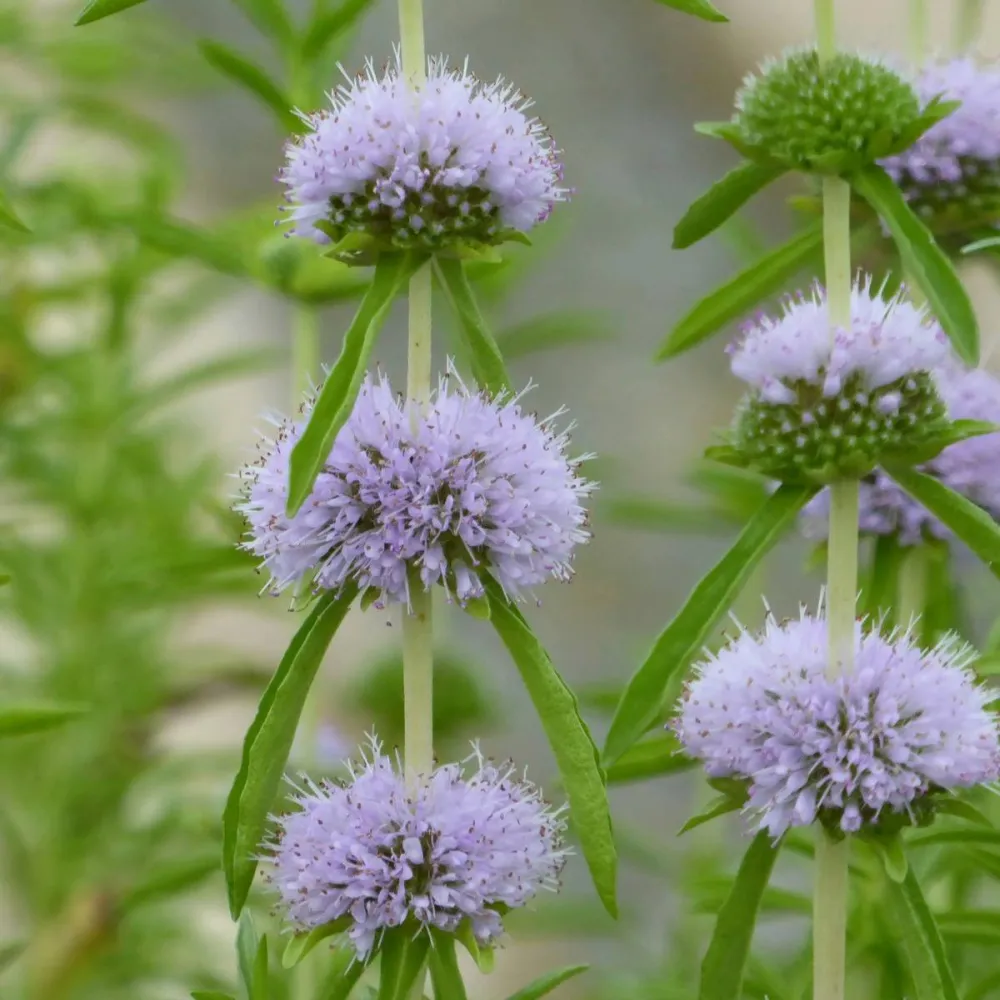 Mentha?cervina | Harts pennyroyal | Marginal Plant