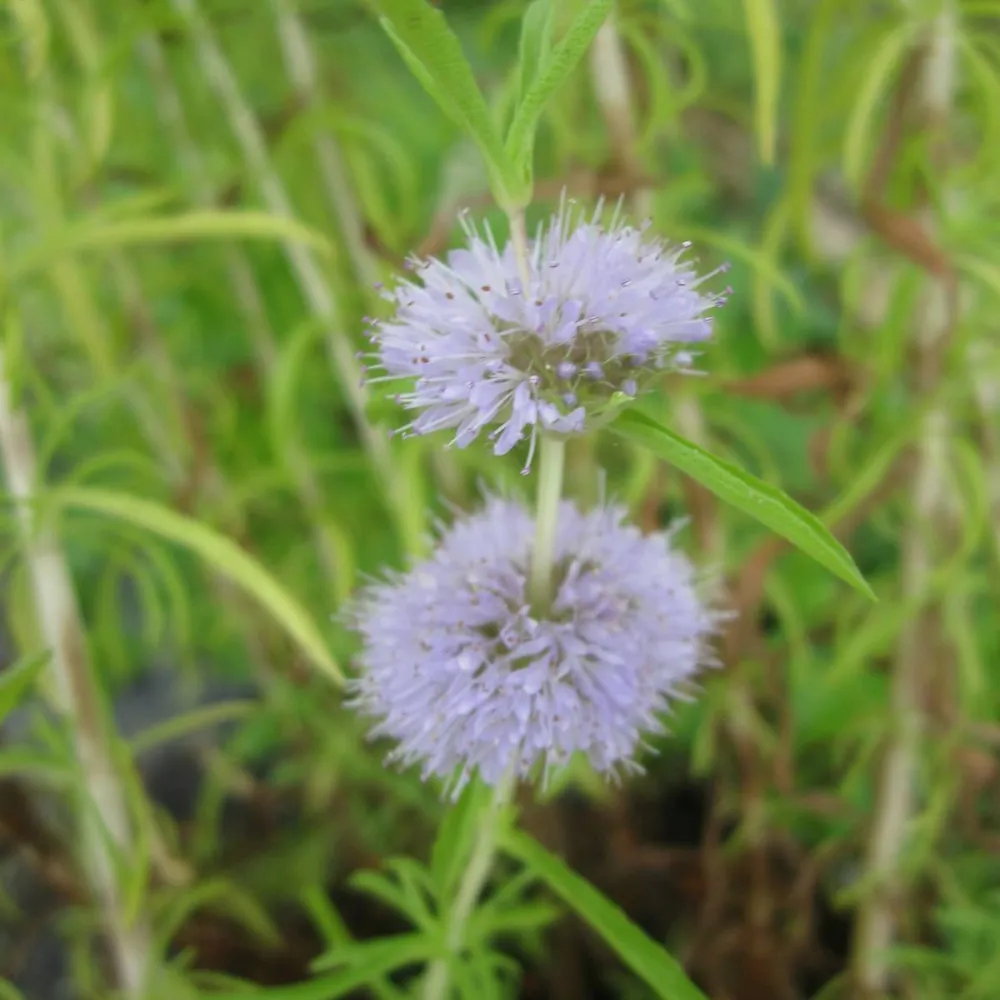 Mentha?cervina | Harts pennyroyal | Marginal Plant - Image 2