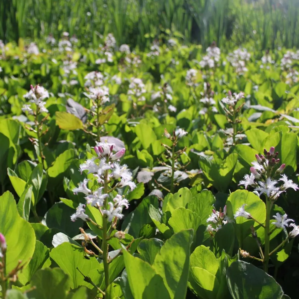 Menyanthes?trifoliata | Bogbean | Marginal Plant - Image 2