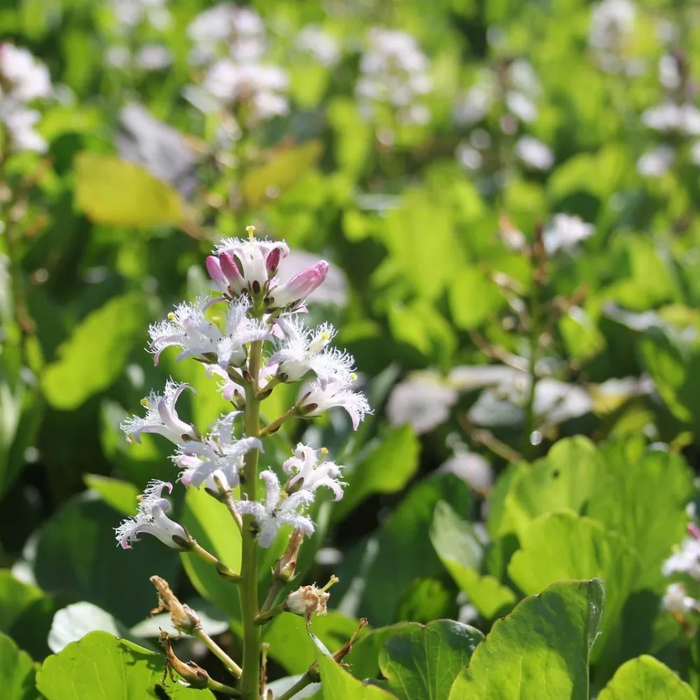 Menyanthes?trifoliata | Bogbean | Marginal Plant - Image 3
