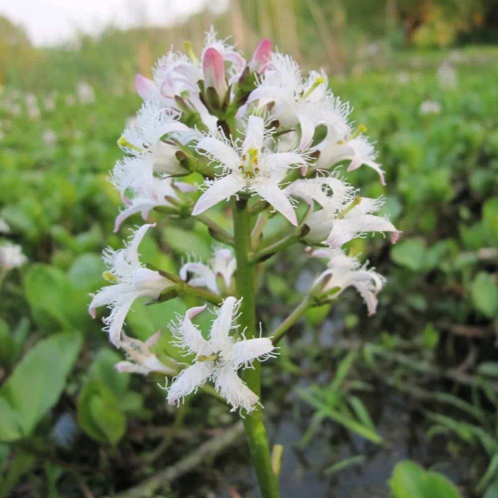 Menyanthes?trifoliata | Bogbean | Marginal Plant - Image 4