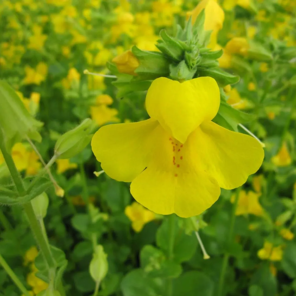 Mimulus?guttatus | Seep (common) monkey-flower | Marginal Plant - Image 3