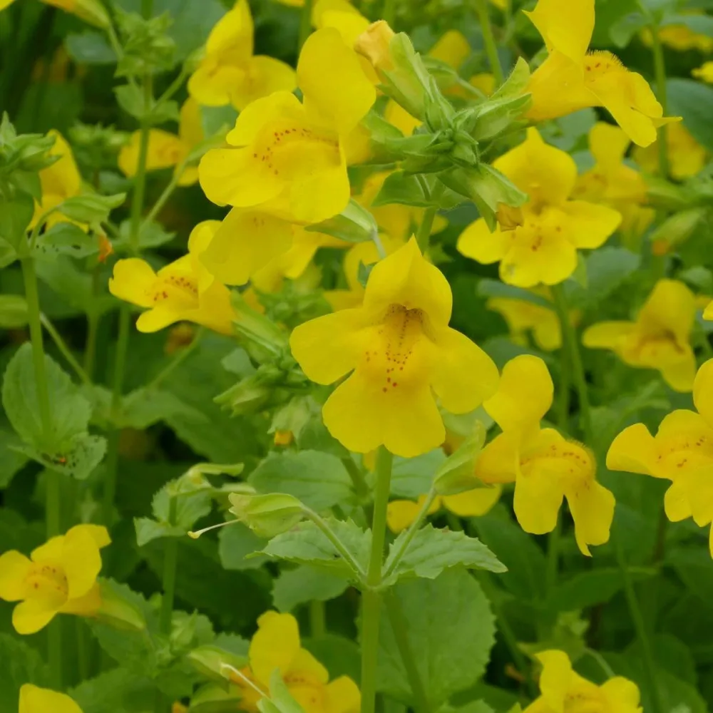 Mimulus?guttatus | Seep (common) monkey-flower | Marginal Plant - Image 4