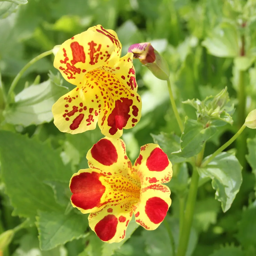 Mimulus?luteus?Queens Prize | Queens Prize yellow monkey-flower | Marginal Plant