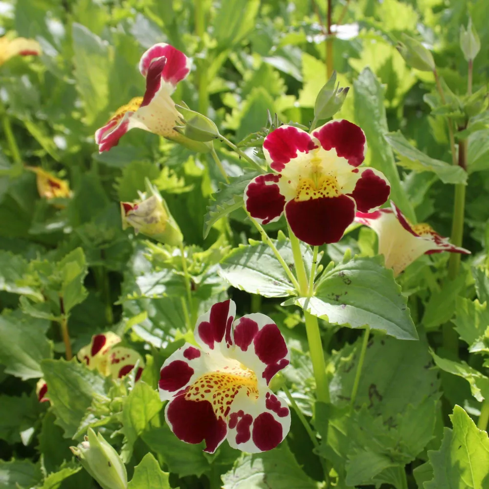 Mimulus?luteus?Queens Prize | Queens Prize yellow monkey-flower | Marginal Plant - Image 2