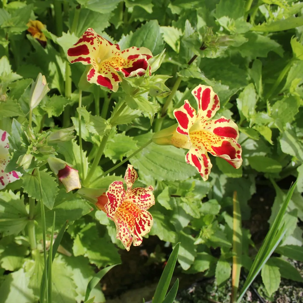 Mimulus?luteus?Queens Prize | Queens Prize yellow monkey-flower | Marginal Plant - Image 3