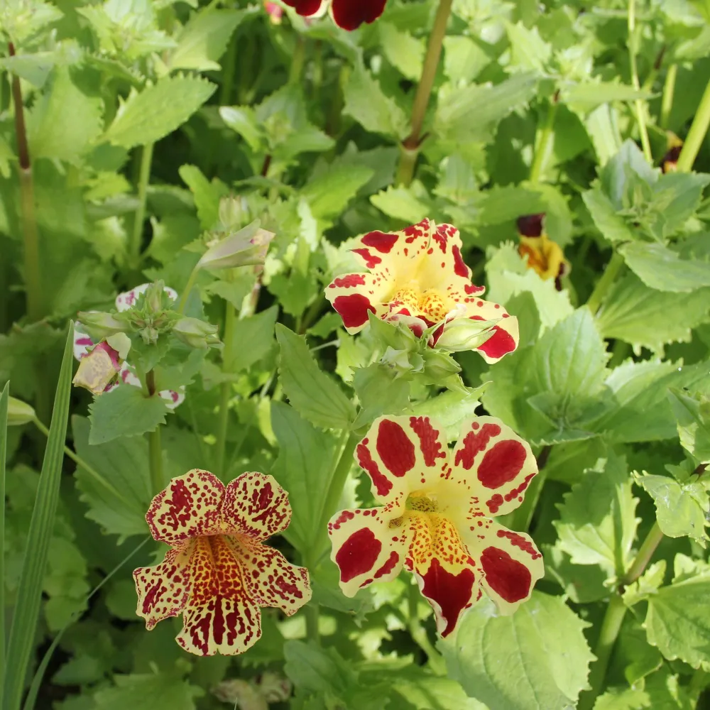 Mimulus?luteus?Queens Prize | Queens Prize yellow monkey-flower | Marginal Plant - Image 4