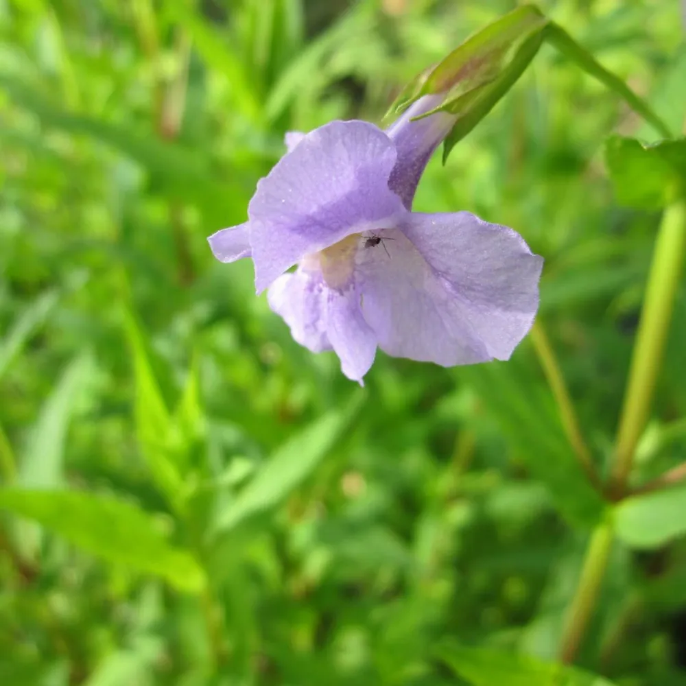 Mimulus?ringens | Allegheny monkey-flower | Marginal Plant
