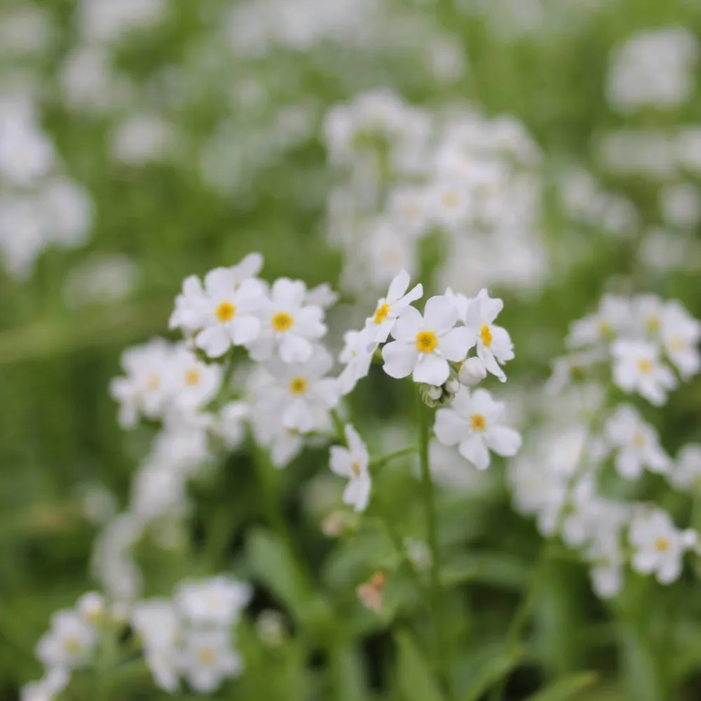 Myosotis?scorpioides?Snowflakes | Snowflakes water forget-me-not | Marginal Plant