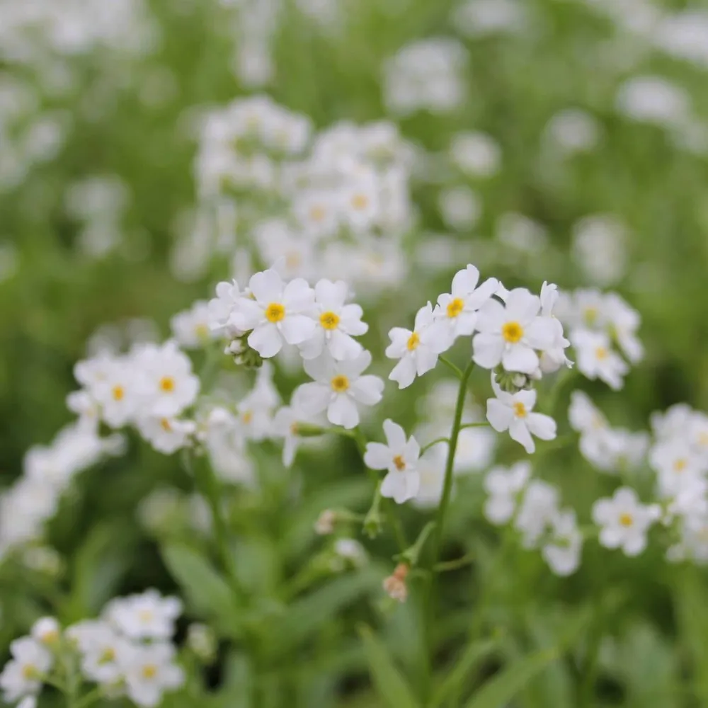 Myosotis?scorpioides?Snowflakes | Snowflakes water forget-me-not | Marginal Plant - Image 2
