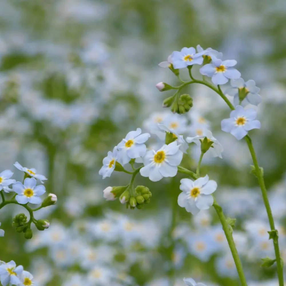 Myosotis?scorpioides | Water forget-me-not | Marginal Plant - Image 2