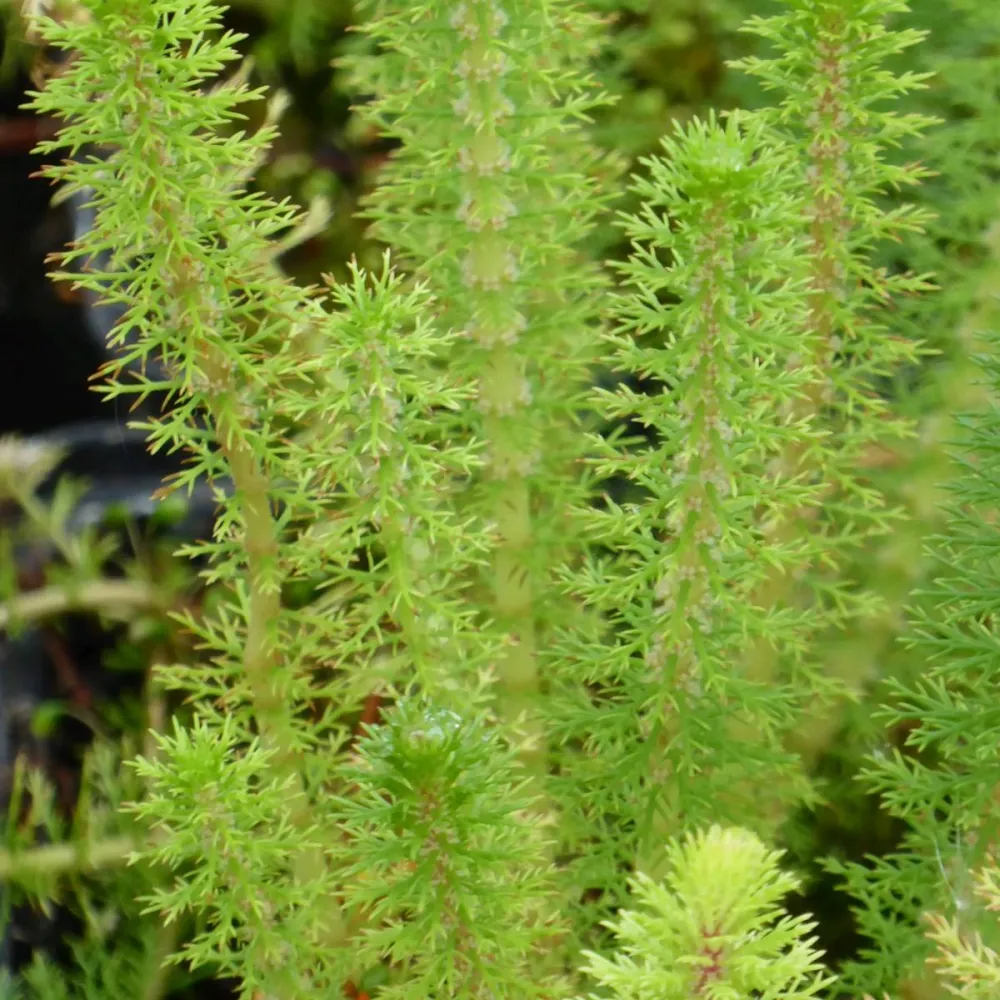 Myriophyllum?crispatum | Upright water-milfoil | Oxygenating Marginal Plant