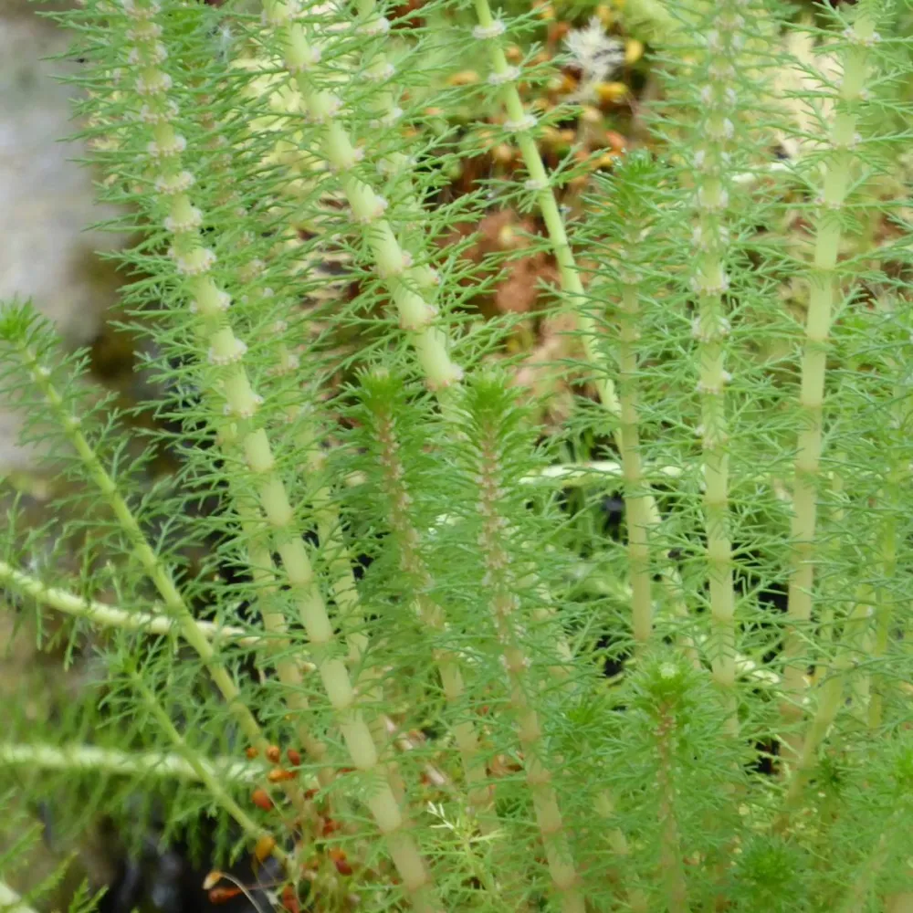 Myriophyllum?crispatum | Upright water-milfoil | Oxygenating Marginal Plant - Image 2