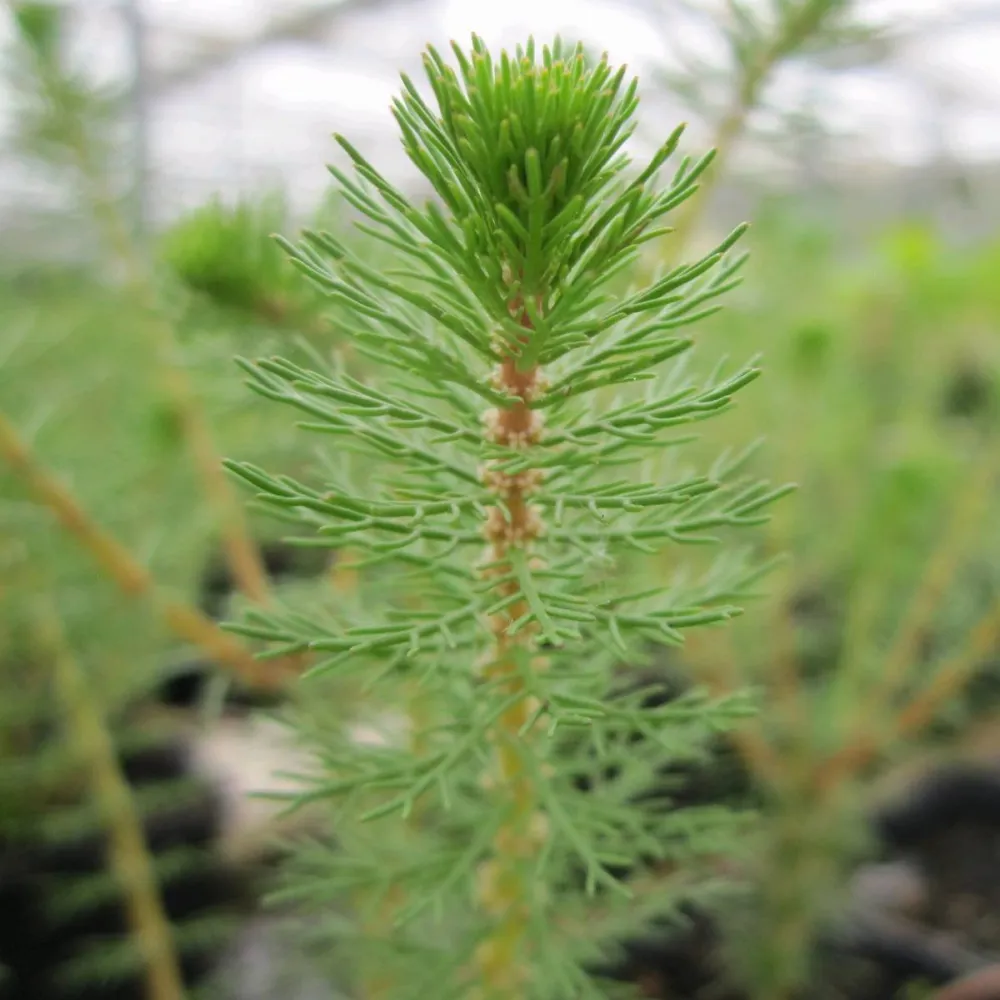 Myriophyllum?crispatum | Upright water-milfoil | Oxygenating Marginal Plant - Image 3