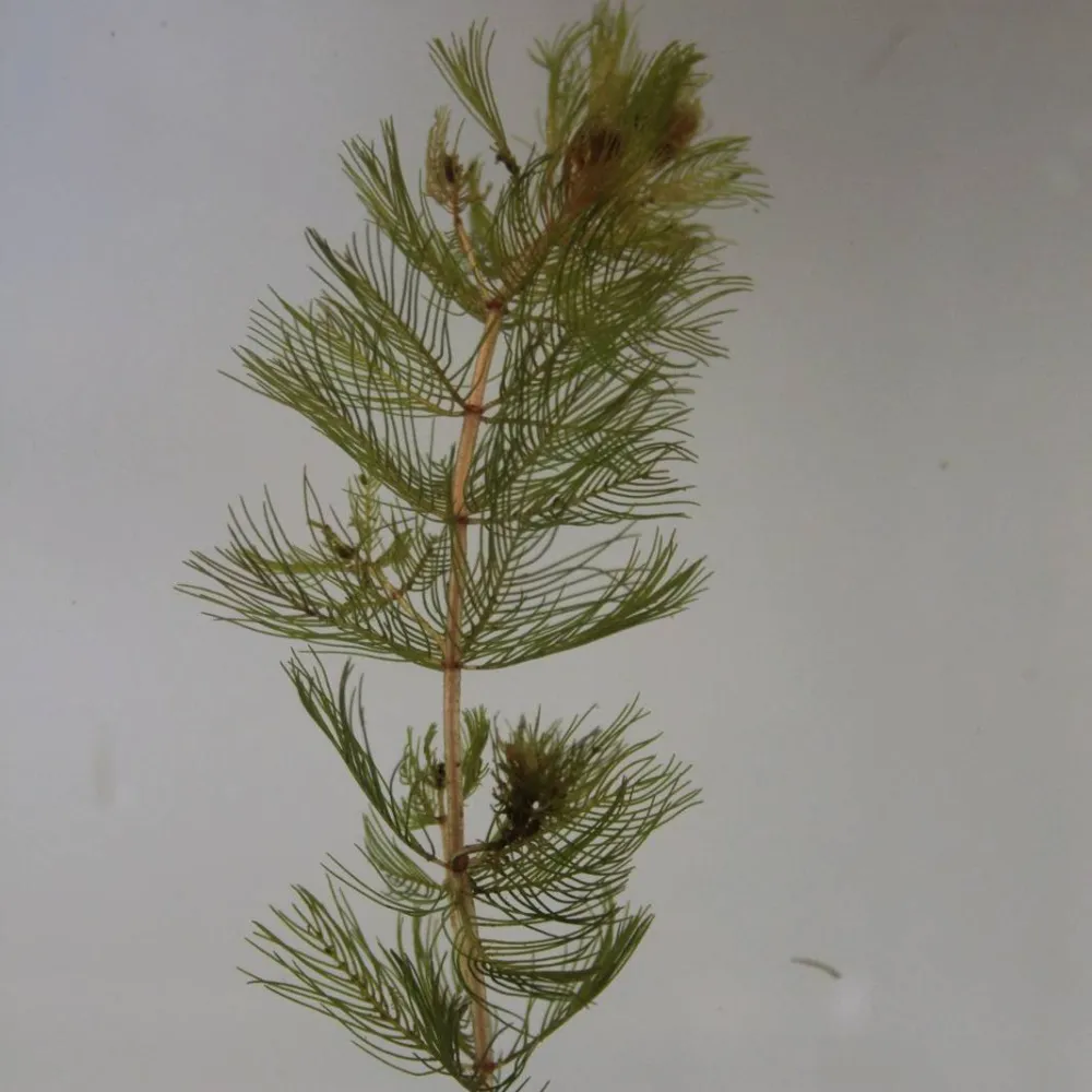 Myriophyllum?spicatum | Spiked water-milfoil | Oxygenating Plant