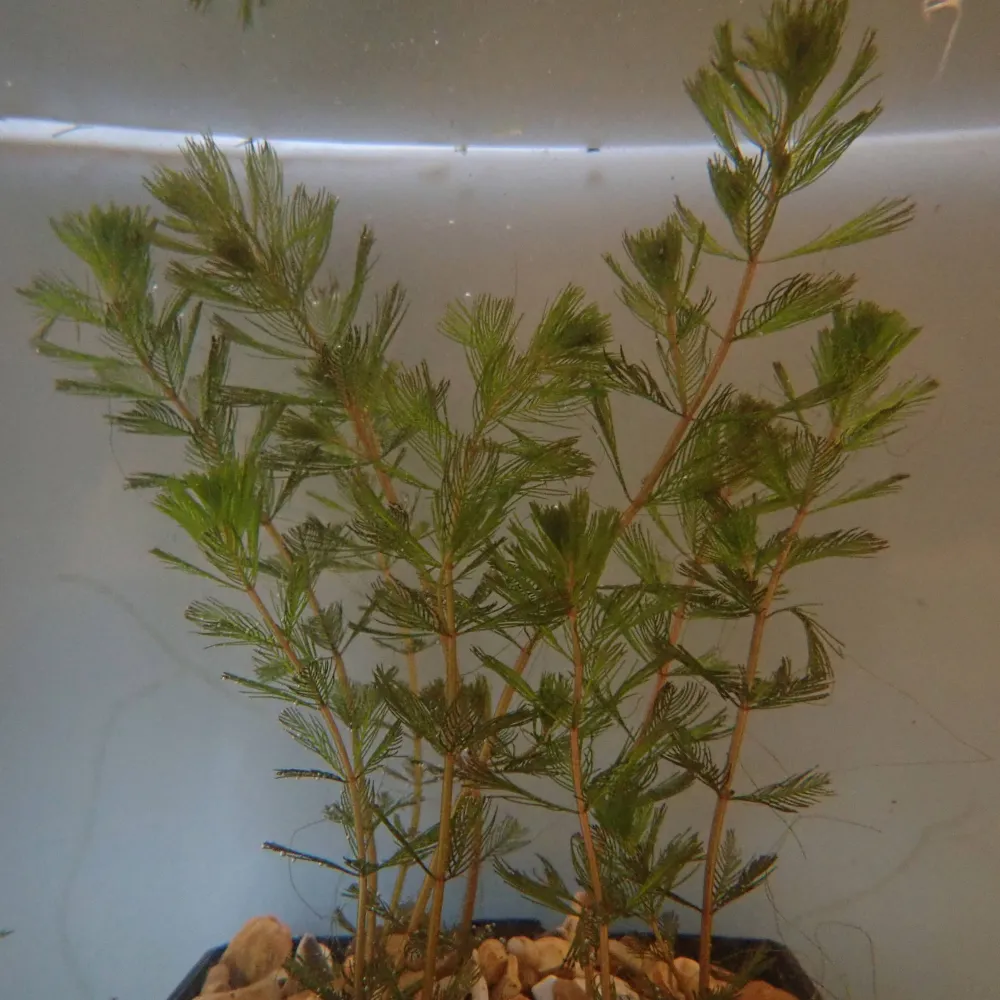 Myriophyllum?spicatum | Spiked water-milfoil | Oxygenating Plant - Image 3