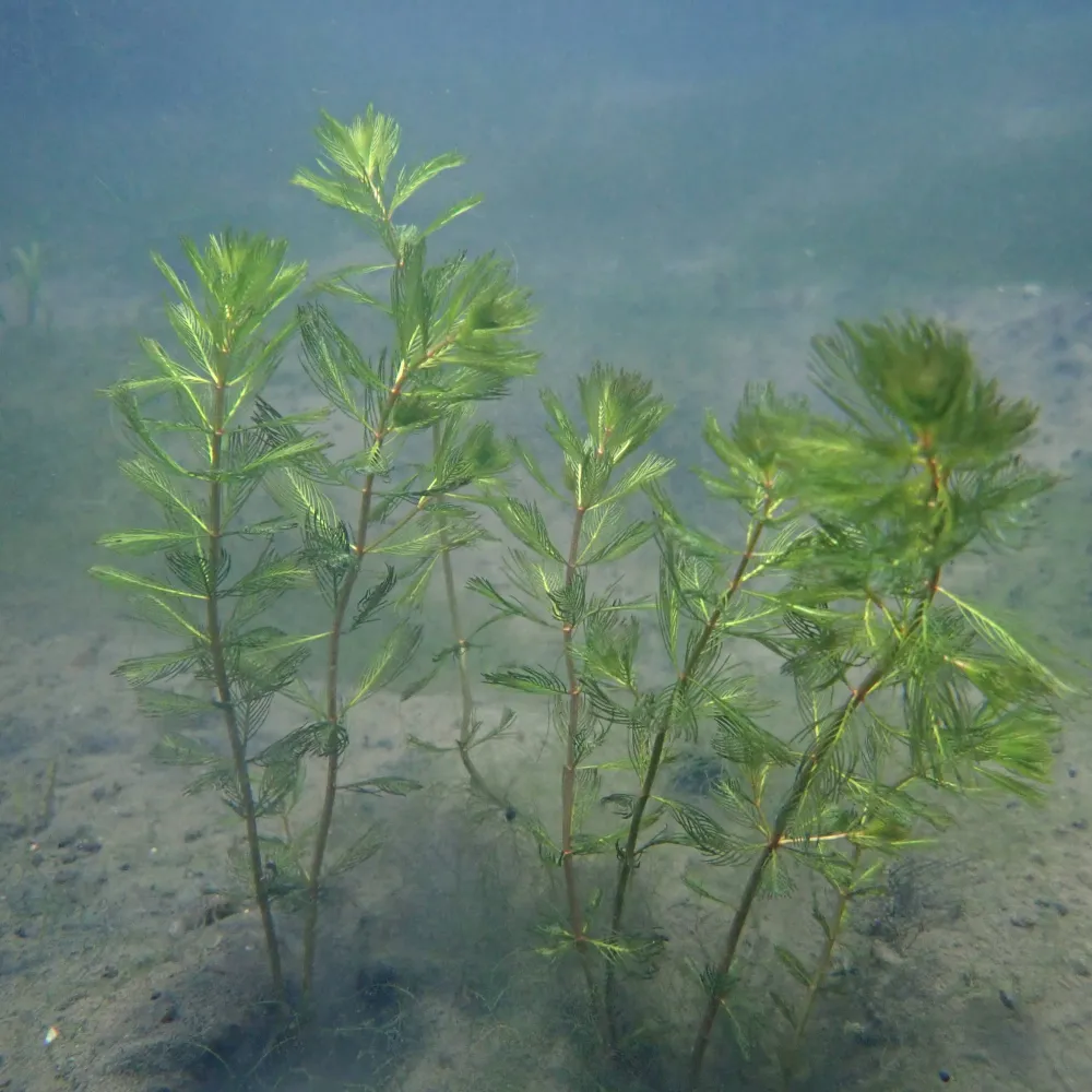 Myriophyllum?spicatum | Spiked water-milfoil | Oxygenating Plant - Image 4