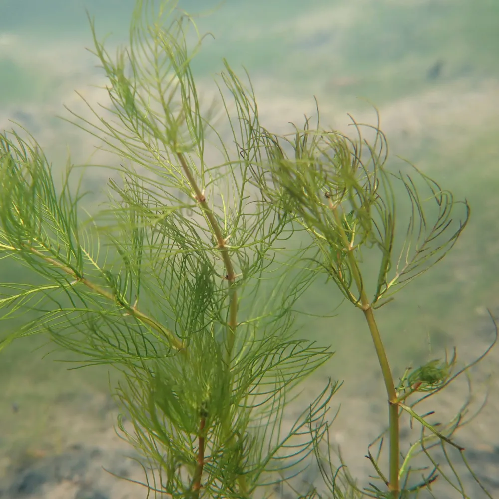 Myriophyllum?verticillatum | Whorled water-milfoil | Oxygenating Plant