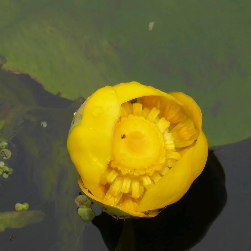 Nuphar?lutea | Spatterdock (yellow water lily) - Image 3