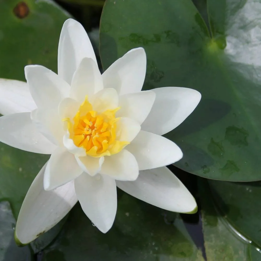 Nymphaea?Albatross | Albatross water lily