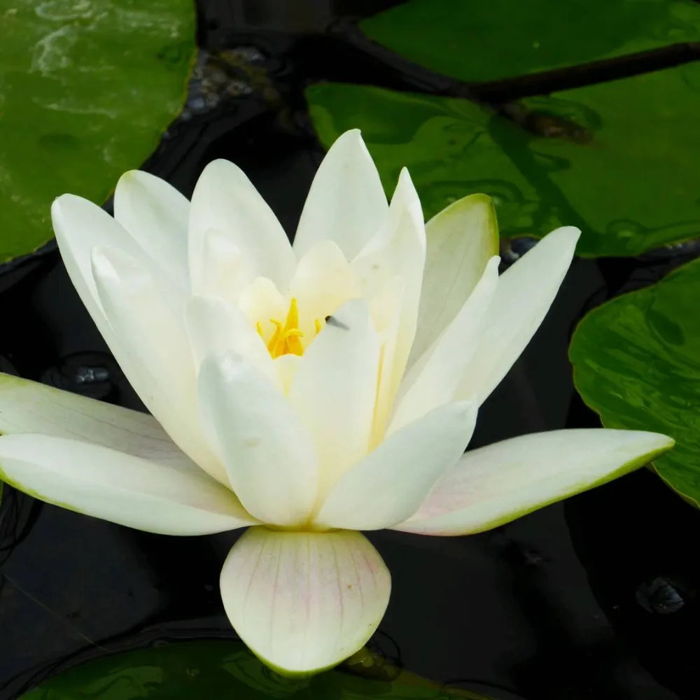 Nymphaea?Albatross | Albatross water lily - Image 2