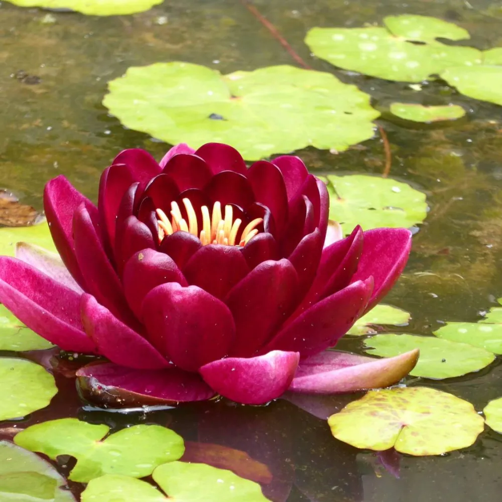 Nymphaea?Black Princess | Black Princess water lily