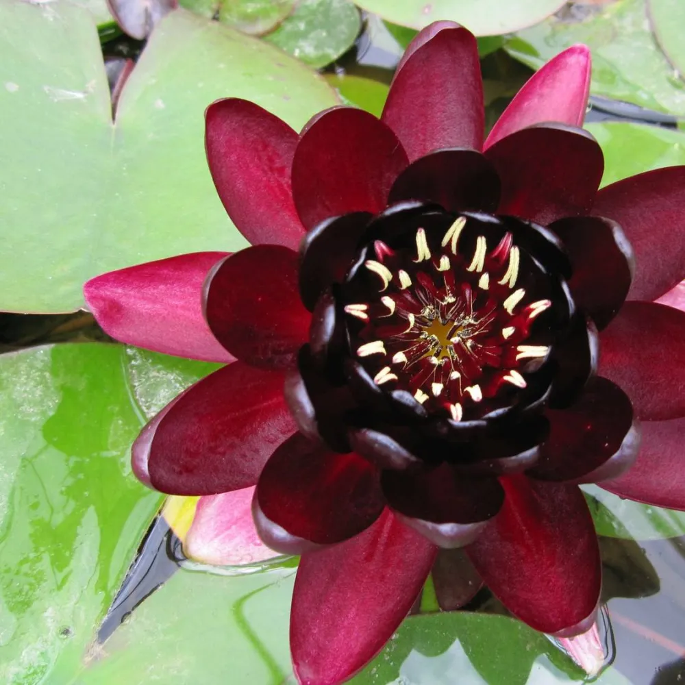 Nymphaea?Black Princess | Black Princess water lily - Image 2