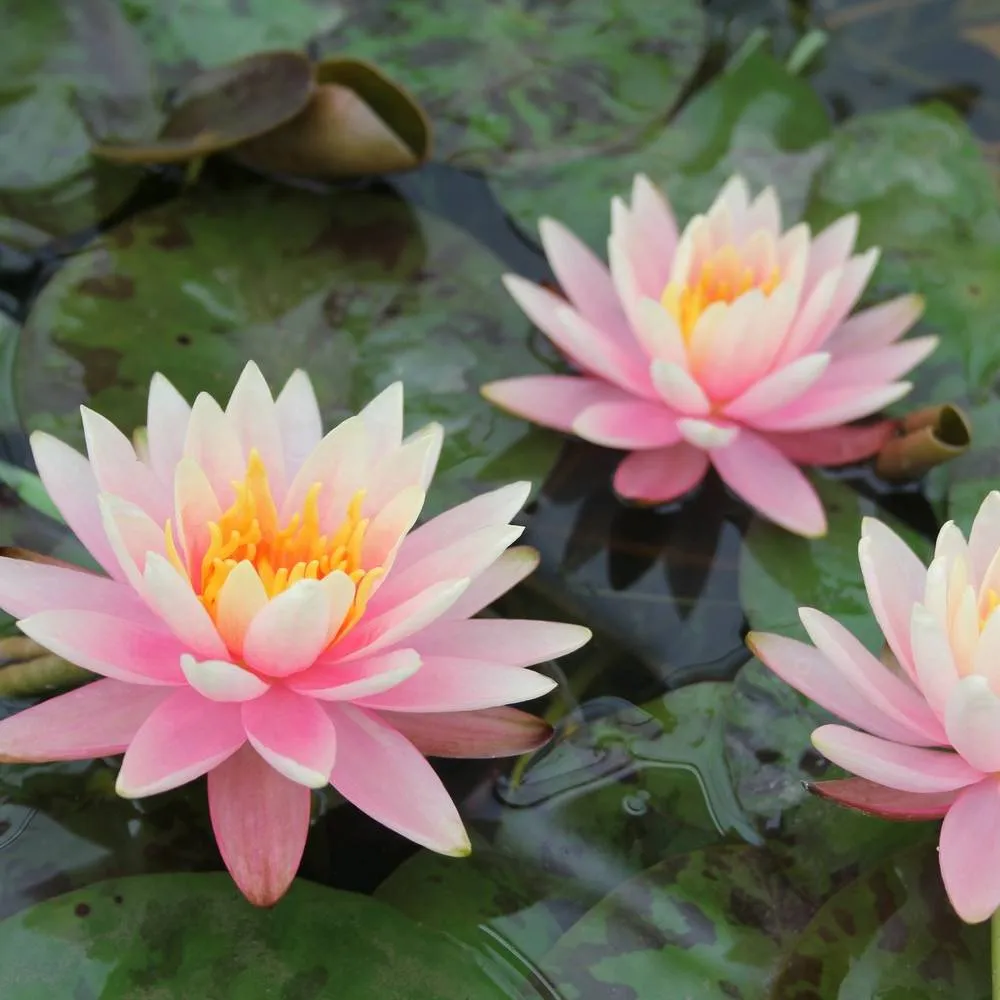 Nymphaea?Colorado | Colorado water lily