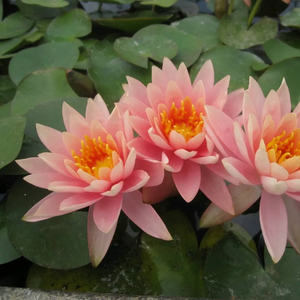 Nymphaea?Colorado | Colorado water lily - Image 10