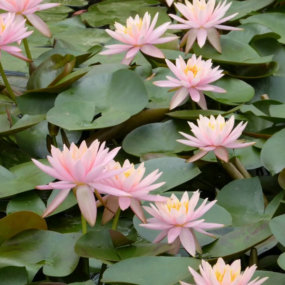 Nymphaea?Colorado | Colorado water lily - Image 2