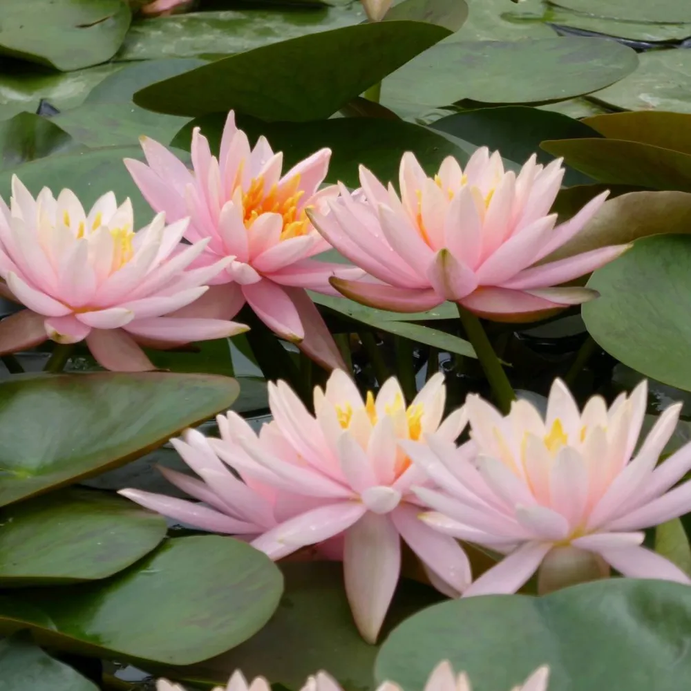 Nymphaea?Colorado | Colorado water lily - Image 3