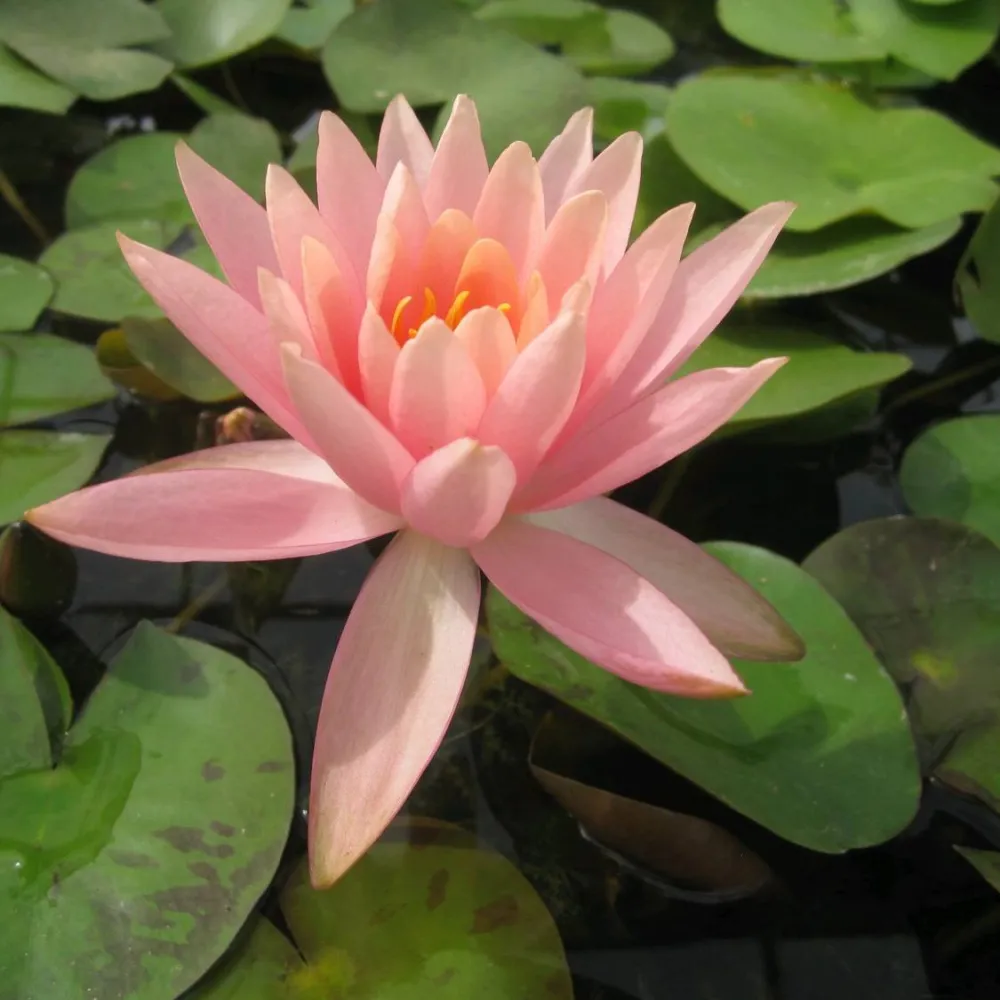 Nymphaea?Colorado | Colorado water lily - Image 4