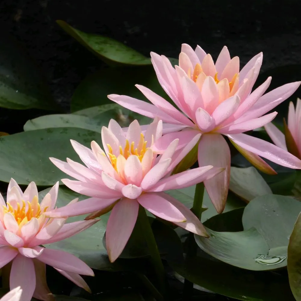 Nymphaea?Colorado | Colorado water lily - Image 6