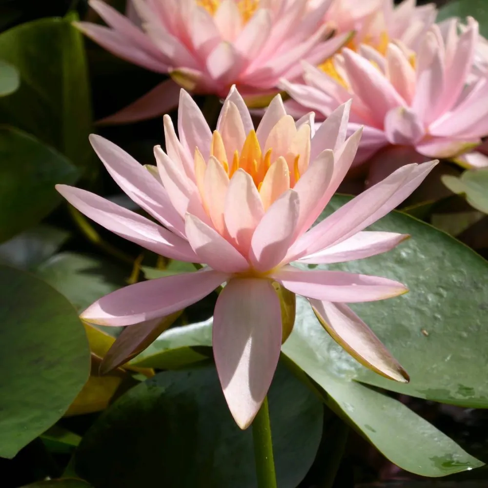 Nymphaea?Colorado | Colorado water lily - Image 7
