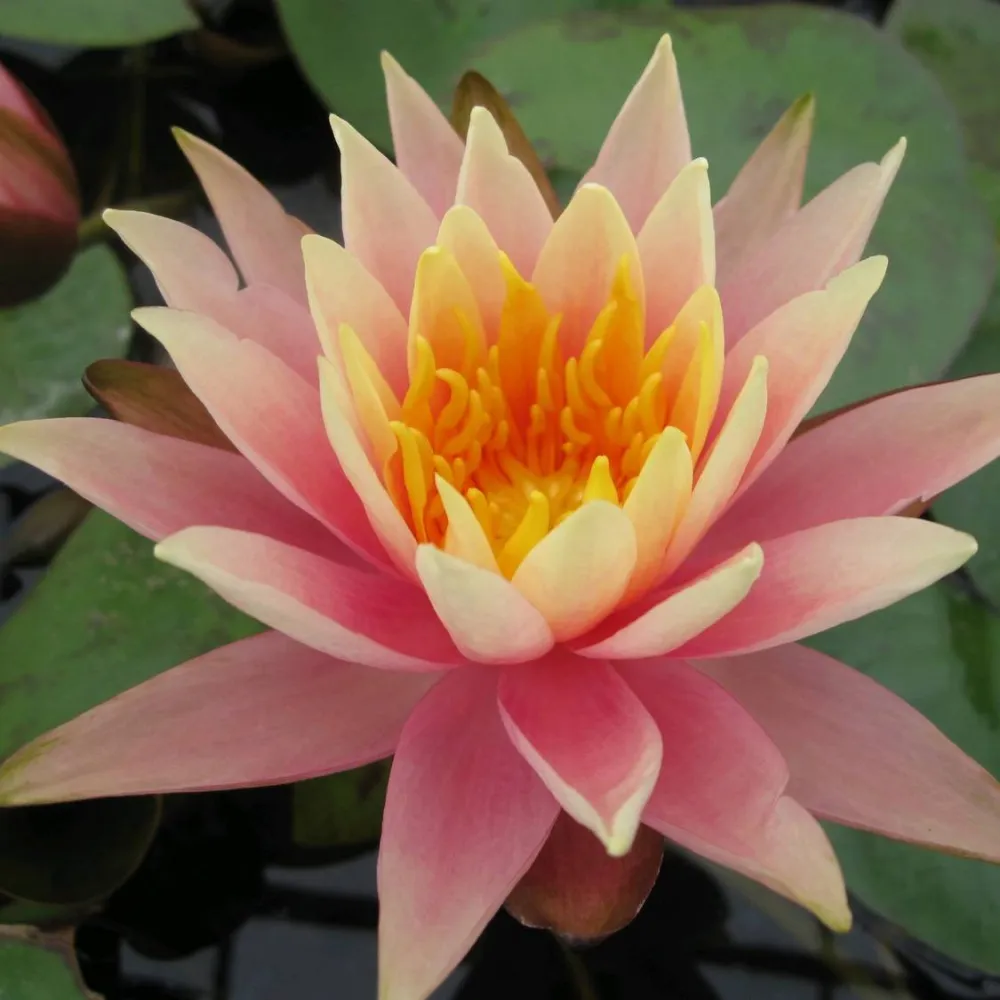 Nymphaea?Colorado | Colorado water lily - Image 8