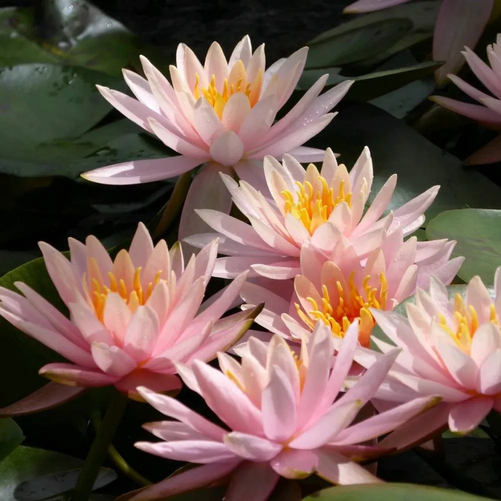 Nymphaea?Colorado | Colorado water lily - Image 9