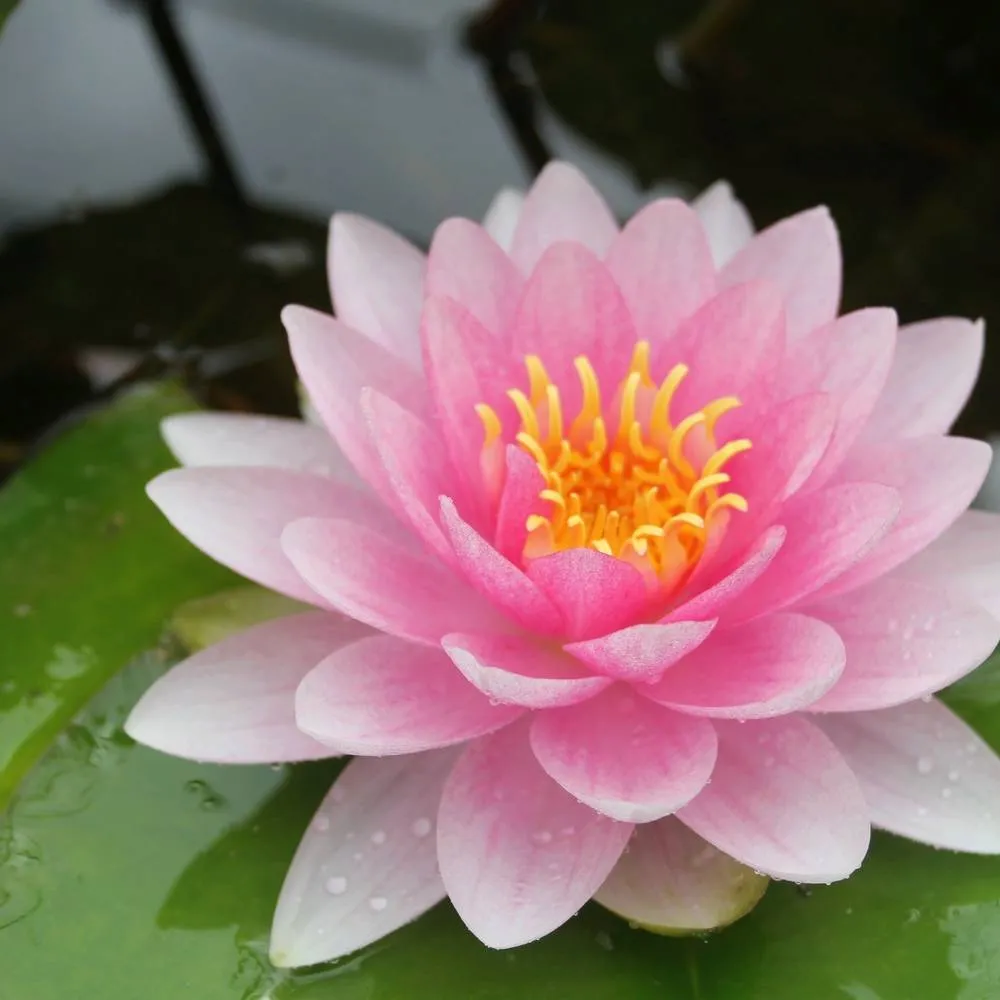 Nymphaea?Darwin (= Hollandia) | Darwin water lily - Image 2