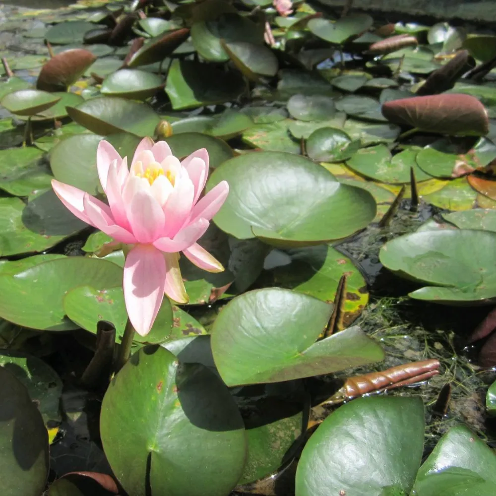 Nymphaea?Firecrest (= Odorata) | Firecrest fragrant water lily - Image 2