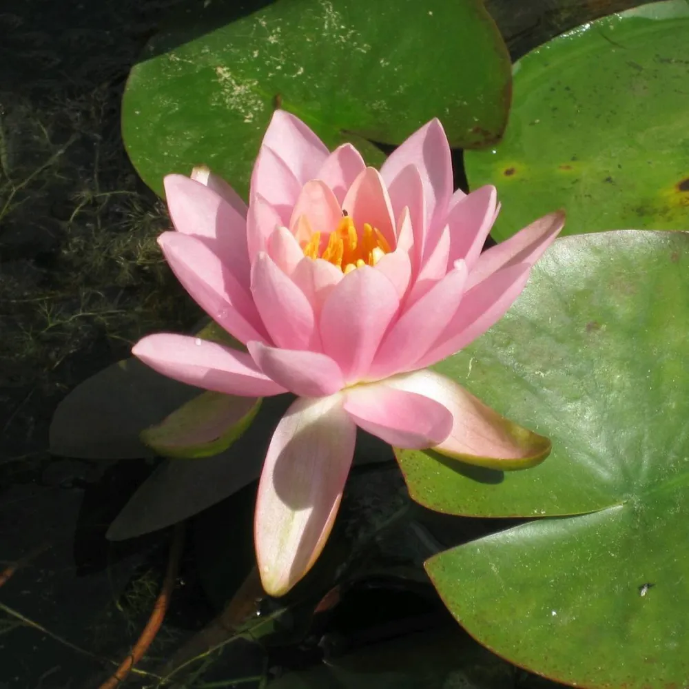 Nymphaea?Firecrest (= Odorata) | Firecrest fragrant water lily - Image 3