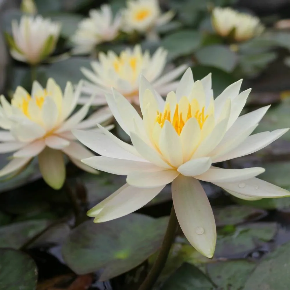 Nymphaea?Inner Light | Inner Light water lily