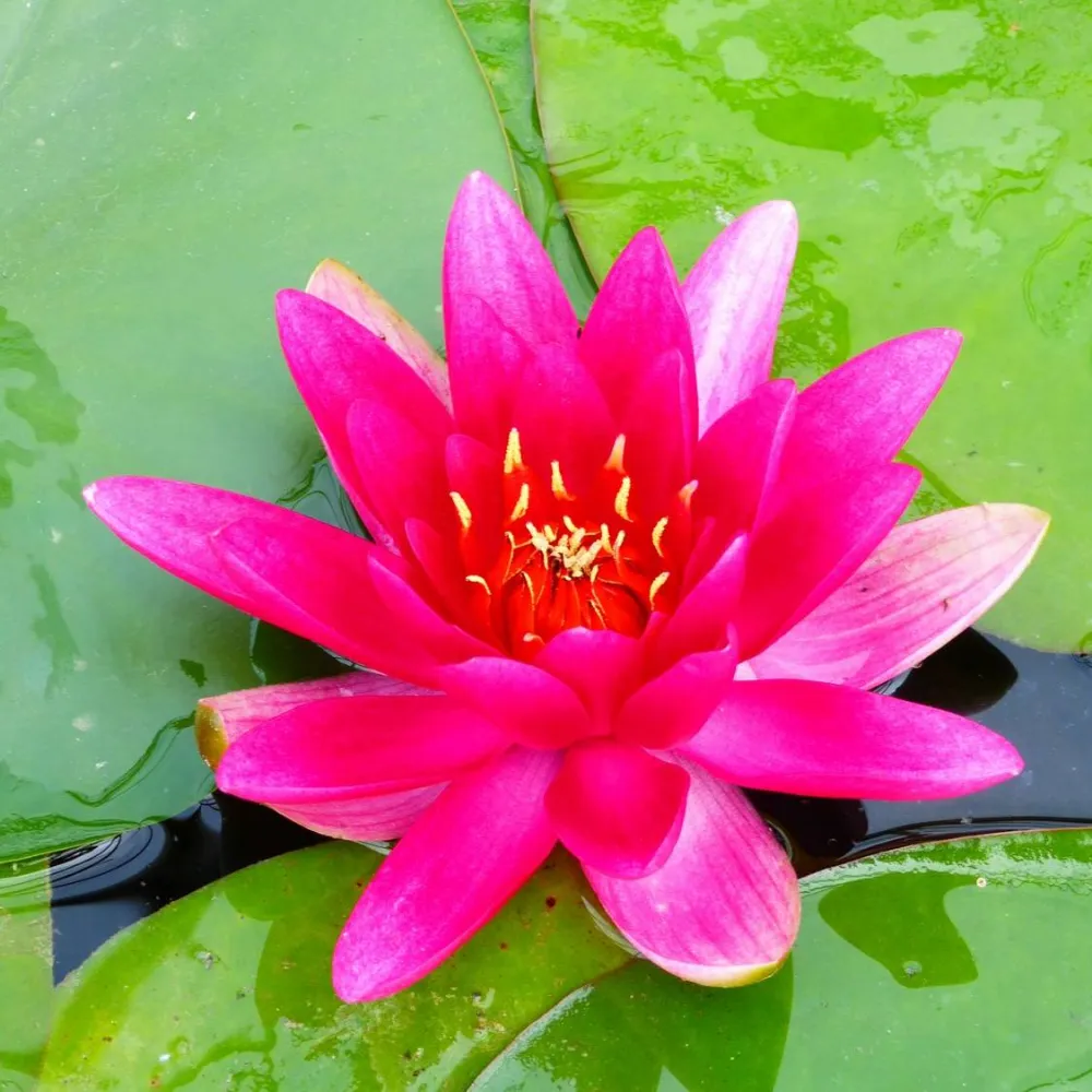 Nymphaea?James Brydon | James Brydon water lily - Image 2