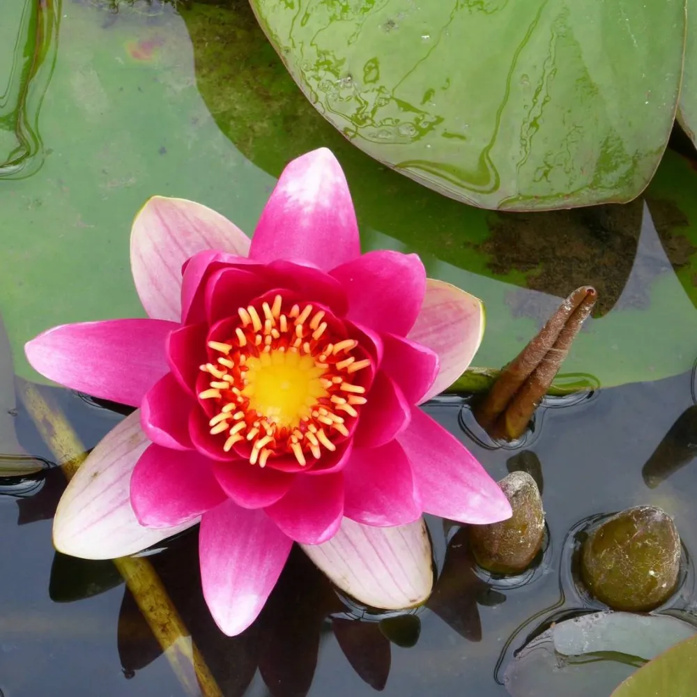 Nymphaea?James Brydon | James Brydon water lily - Image 4